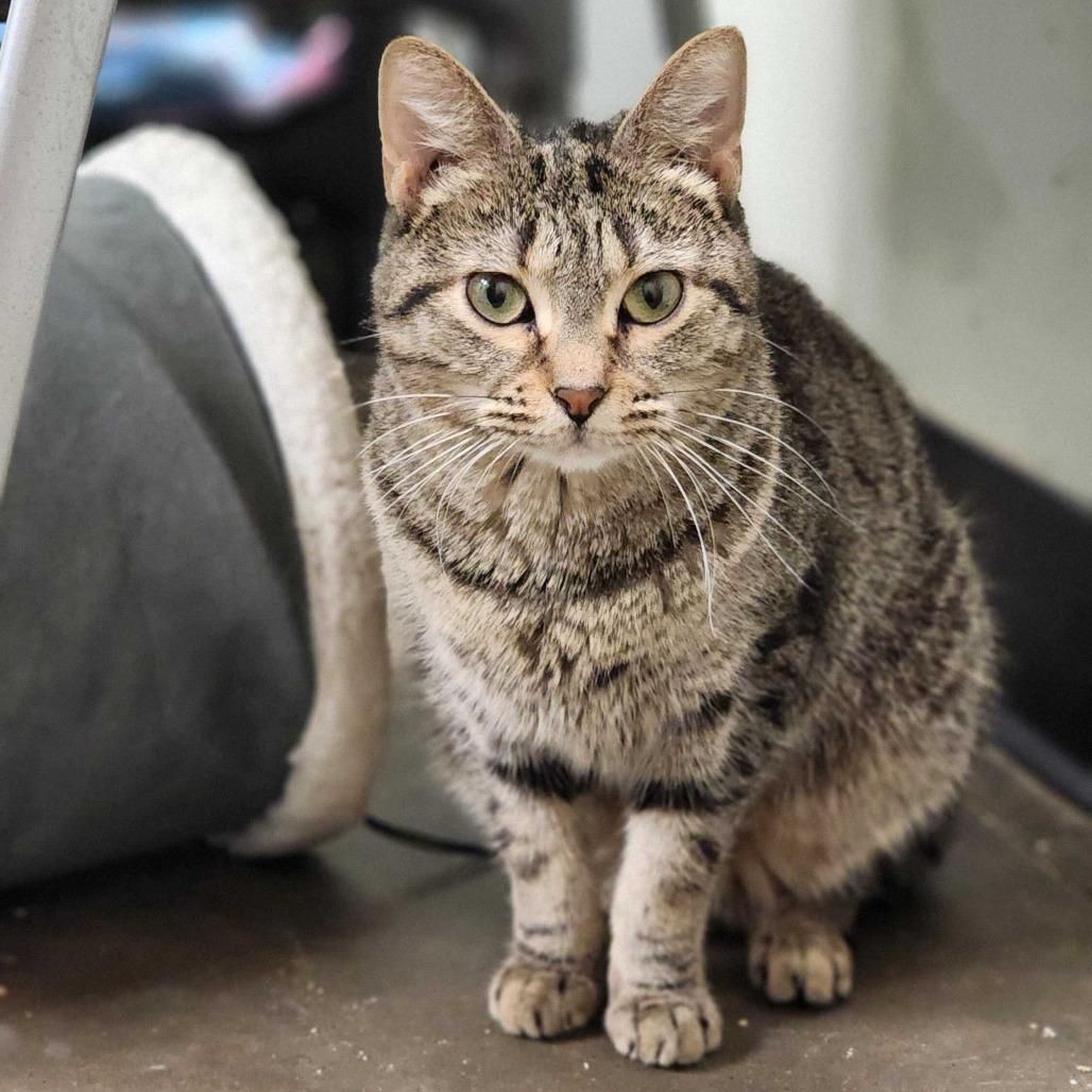 Enlarge Anonymous, a Adoptable Domestic Short Hair in Davenport, IA image 5/6