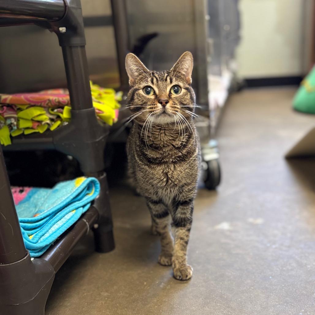 Enlarge Anonymous, a Adoptable Domestic Short Hair in Davenport, IA image 6/6