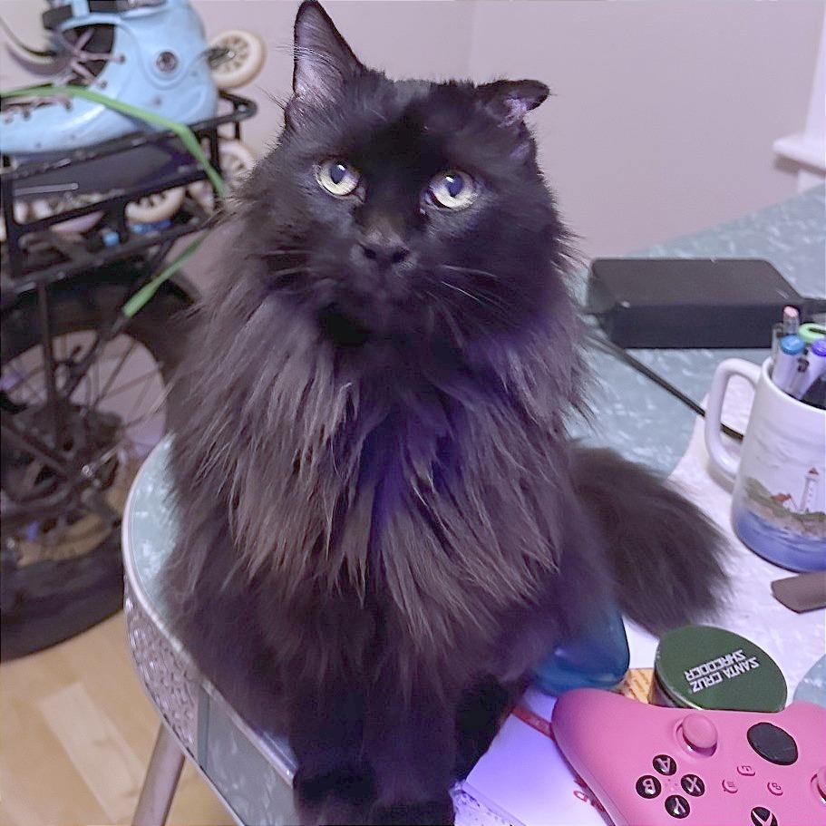 Jonesy, Adoptable, Senior Male Domestic Long Hair & Mixed Breed.