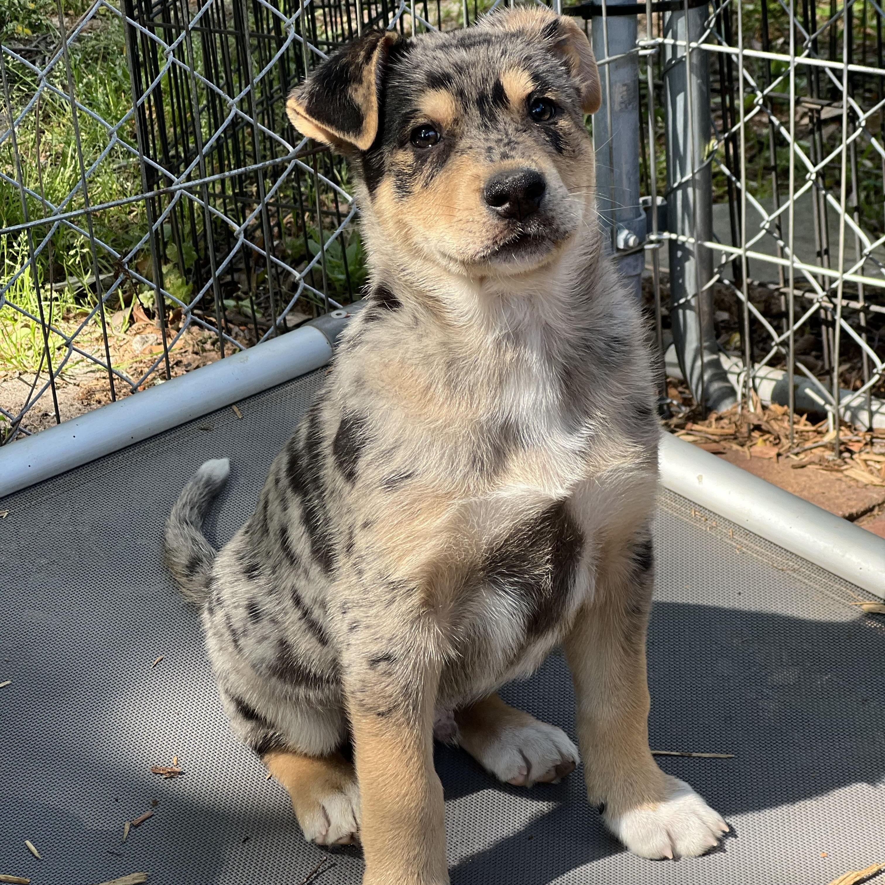 Will, adopted, Puppy Male Mixed Breed.