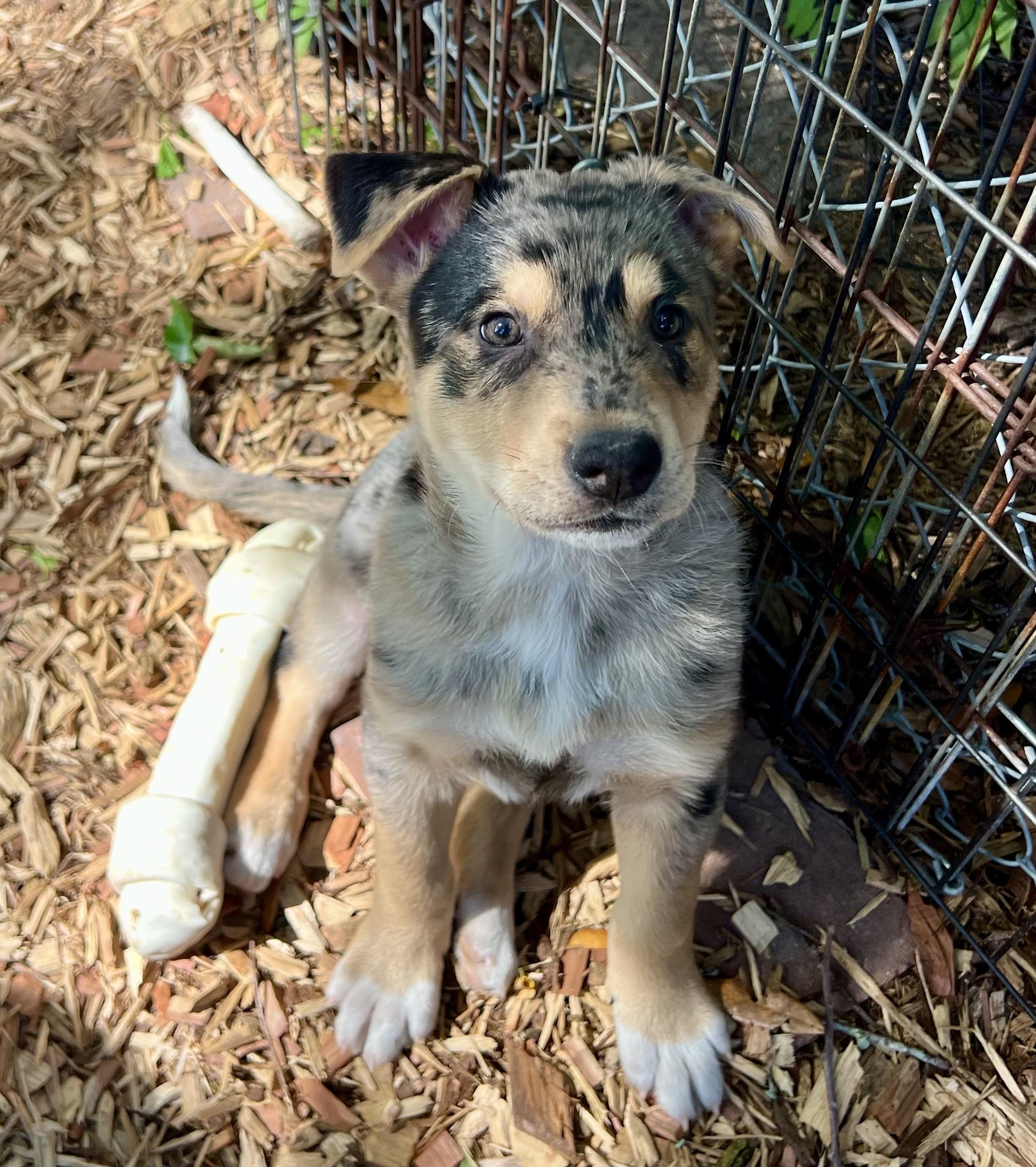 Enlarge Will, an adopted mixed breed in Mt Pleasant, SC image 2/6