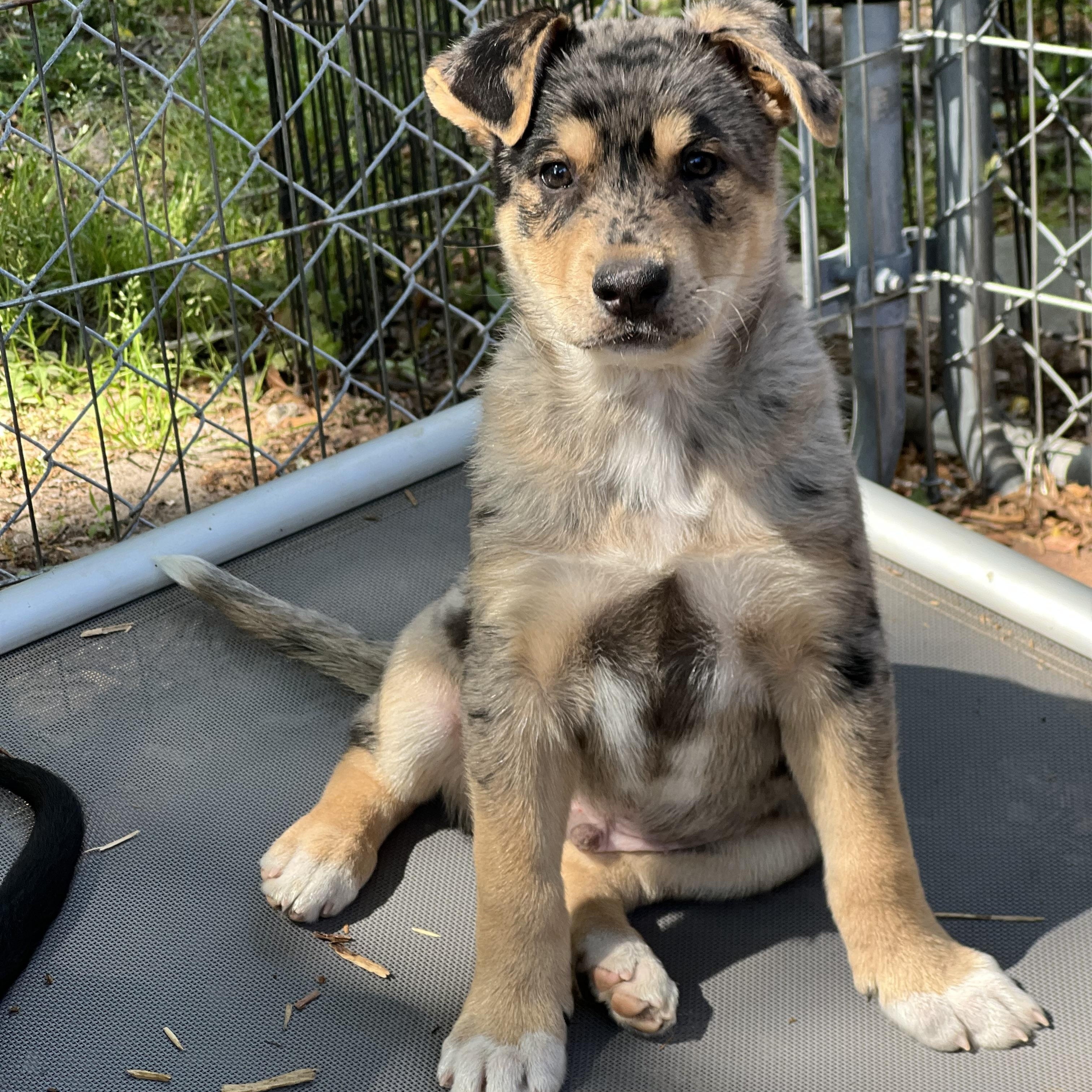 Enlarge Will, an adopted mixed breed in Mt Pleasant, SC image 3/6