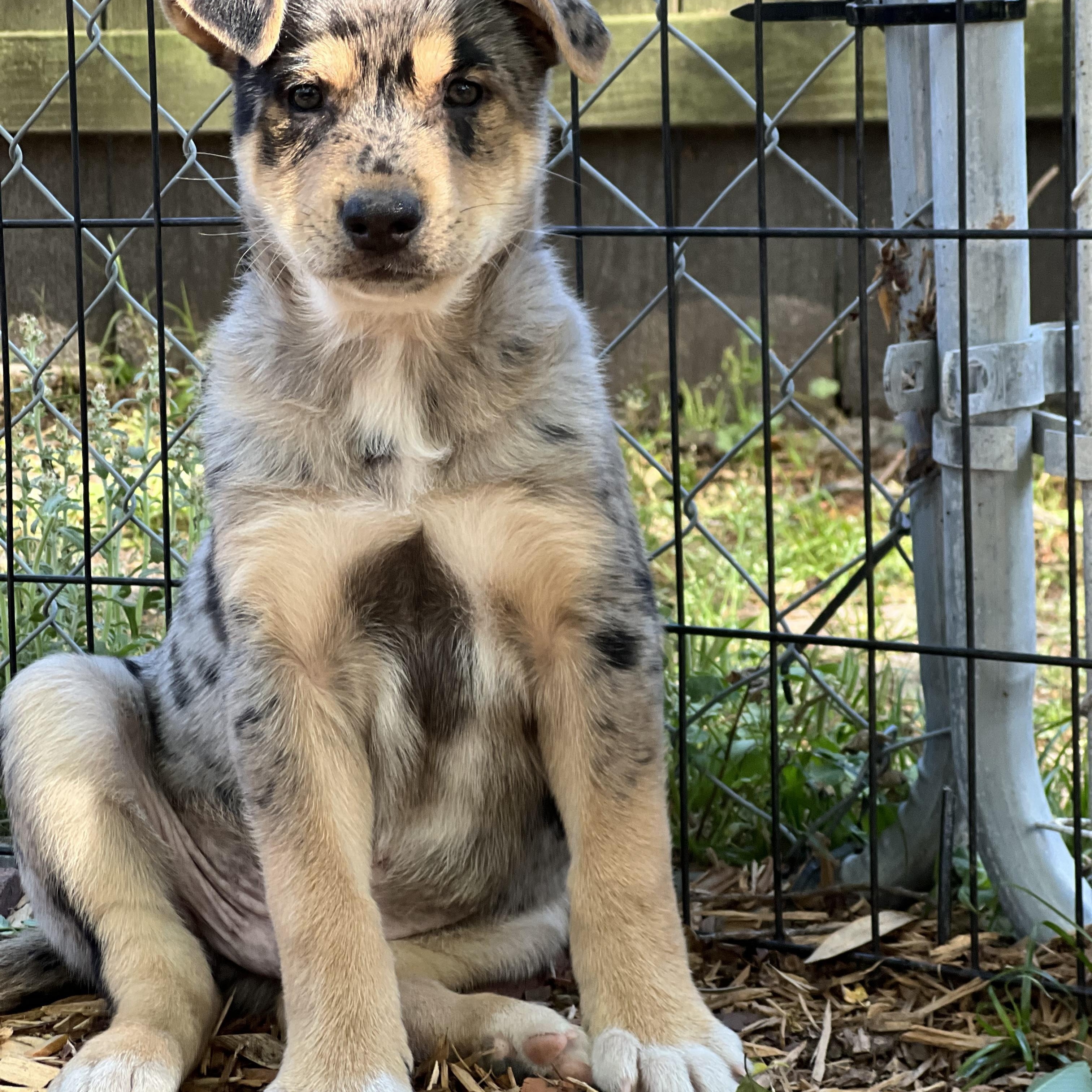 Enlarge Will, an adopted mixed breed in Mt Pleasant, SC image 4/6
