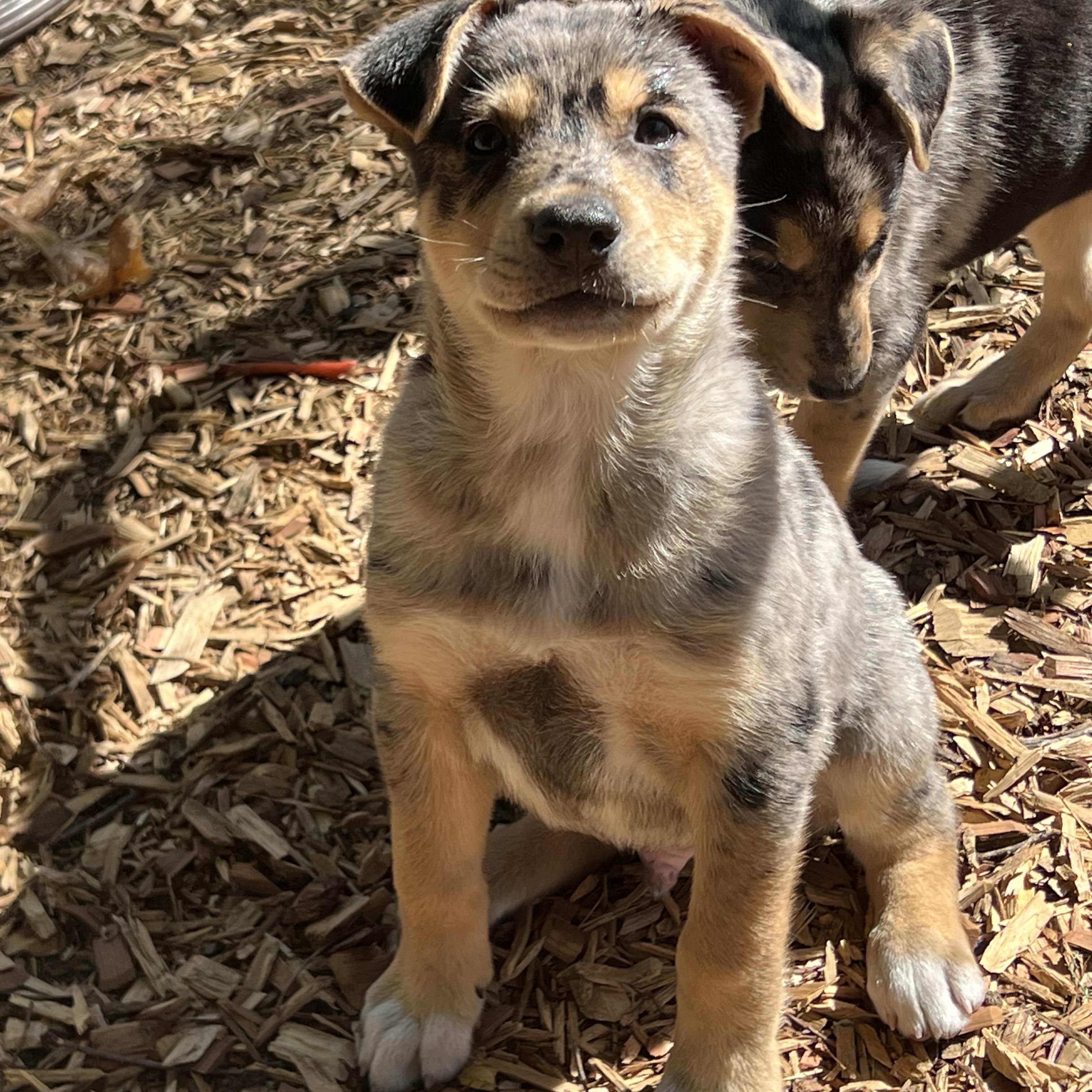 Enlarge Will, an adopted mixed breed in Mt Pleasant, SC image 5/6