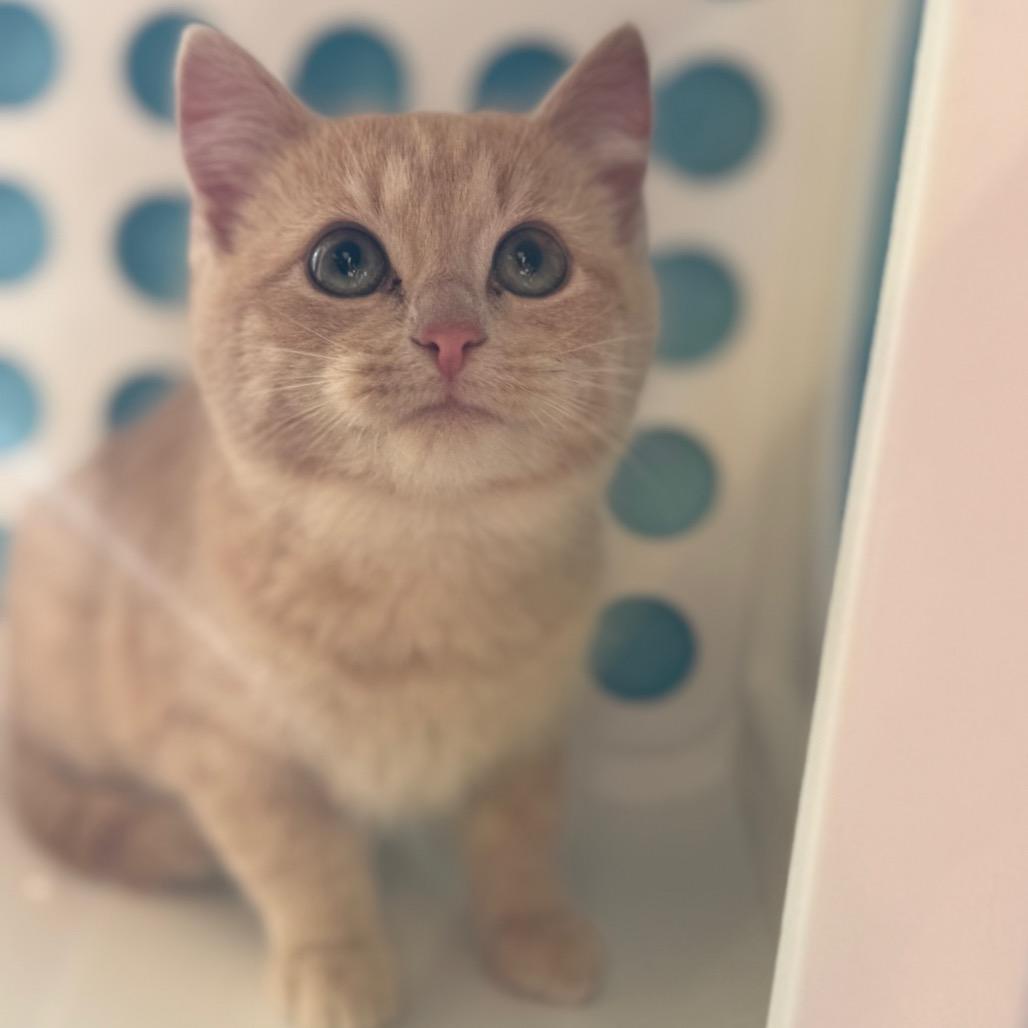 Marmalade, Adoptable, Kitten Female Domestic Short Hair.