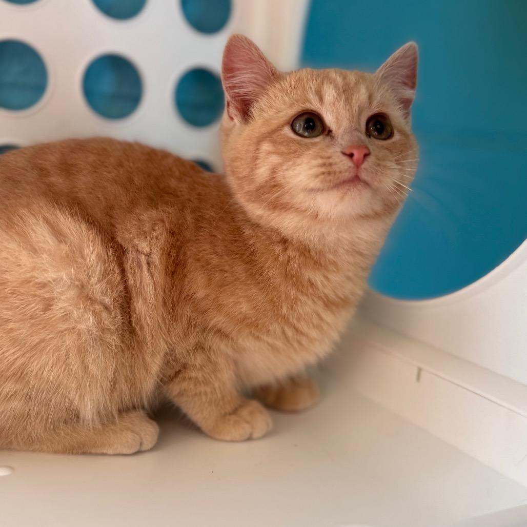 Enlarge Marmalade, a Adoptable Domestic Short Hair in Roxboro, NC image 2/6