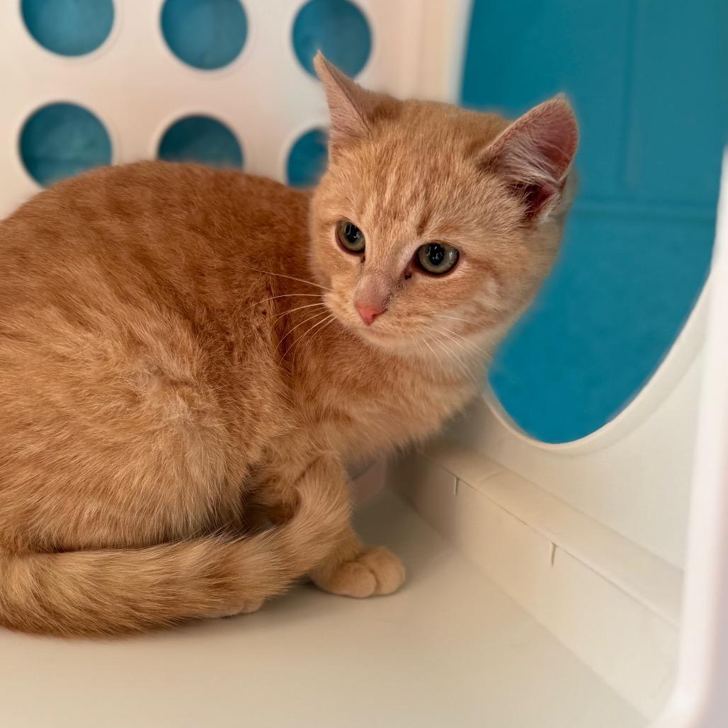 Enlarge Marmalade, a Adoptable Domestic Short Hair in Roxboro, NC image 3/6