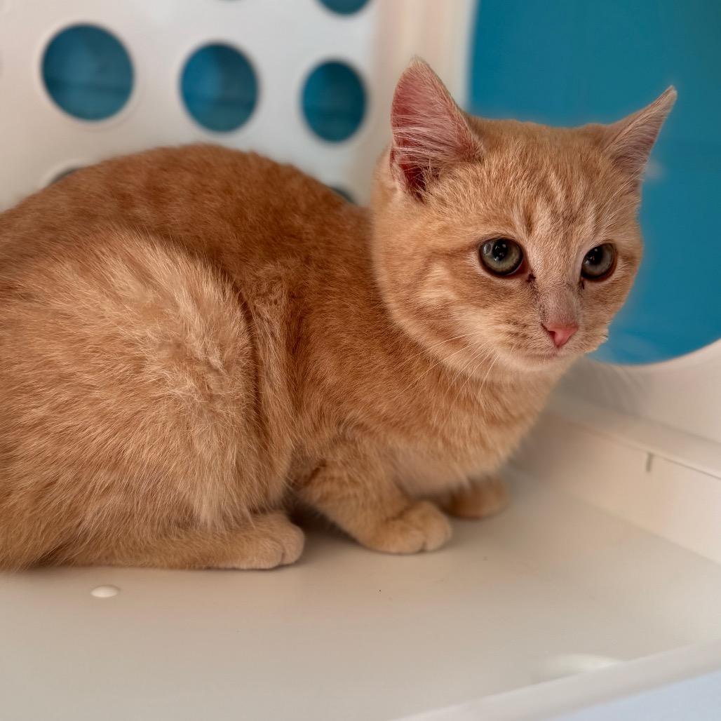 Enlarge Marmalade, a Adoptable Domestic Short Hair in Roxboro, NC image 5/6