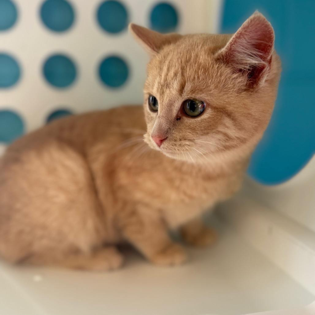 Enlarge Marmalade, a Adoptable Domestic Short Hair in Roxboro, NC image 6/6