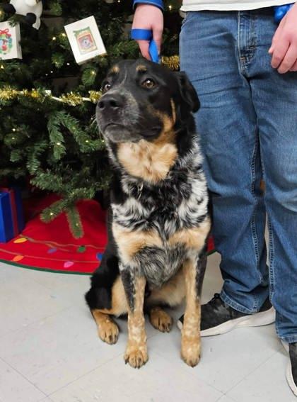 Enlarge Tater Tot, a Adoptable mixed breed in McCook, NE image 1/3