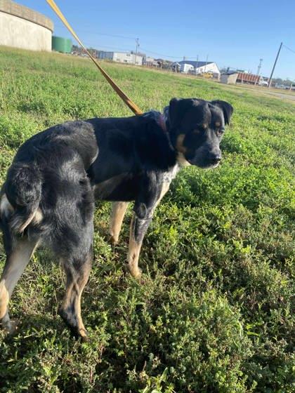 Tater Tot, a Adoptable mixed breed in McCook, NE image 1/2