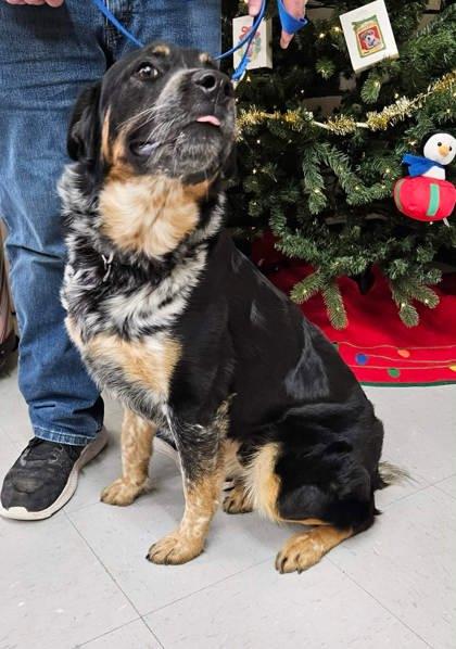 Enlarge Tater Tot, a Adoptable mixed breed in McCook, NE image 3/3