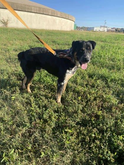 Tater Tot, a Adoptable mixed breed in McCook, NE image 2/2