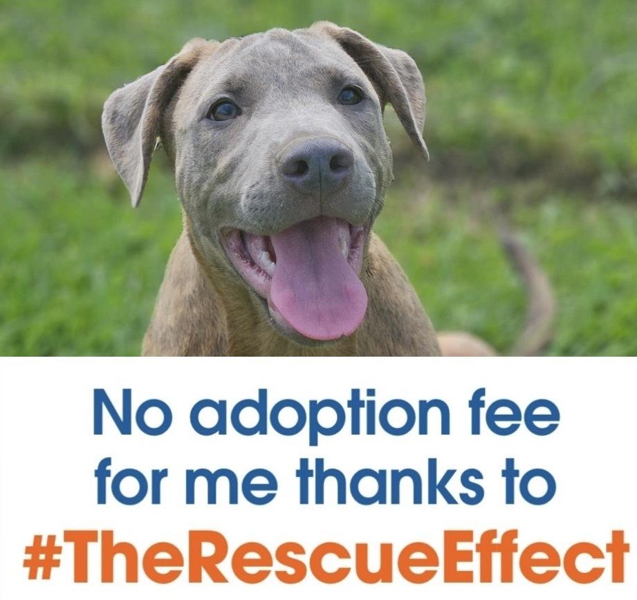 Tucker, Adopted, Puppy Male Shepherd & Pit Bull Terrier.