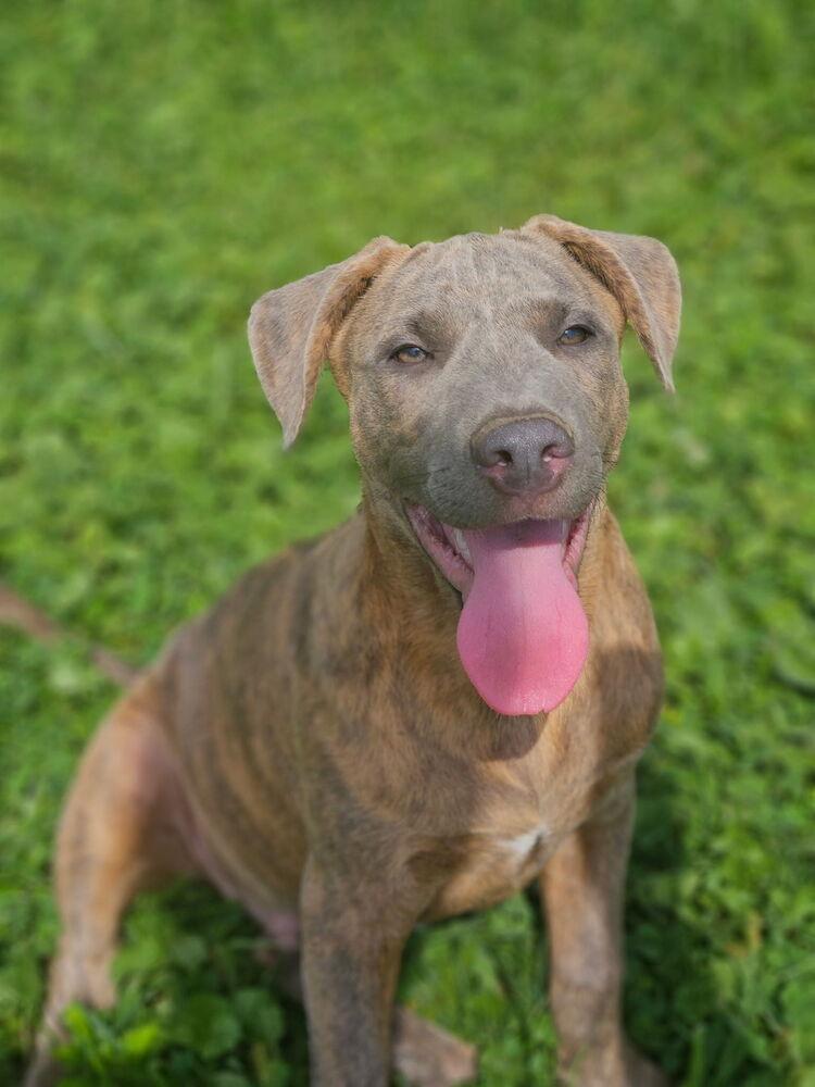 Enlarge Tucker, a Adopted mixed breed in Irwin, PA image 2/6