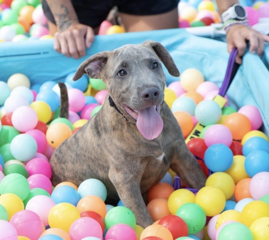 Enlarge Tucker, a Adopted mixed breed in Irwin, PA image 4/6