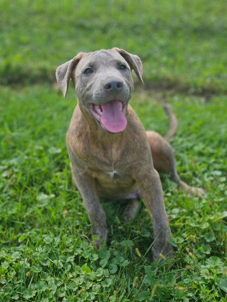 Enlarge Tucker, a Adopted mixed breed in Irwin, PA image 5/6
