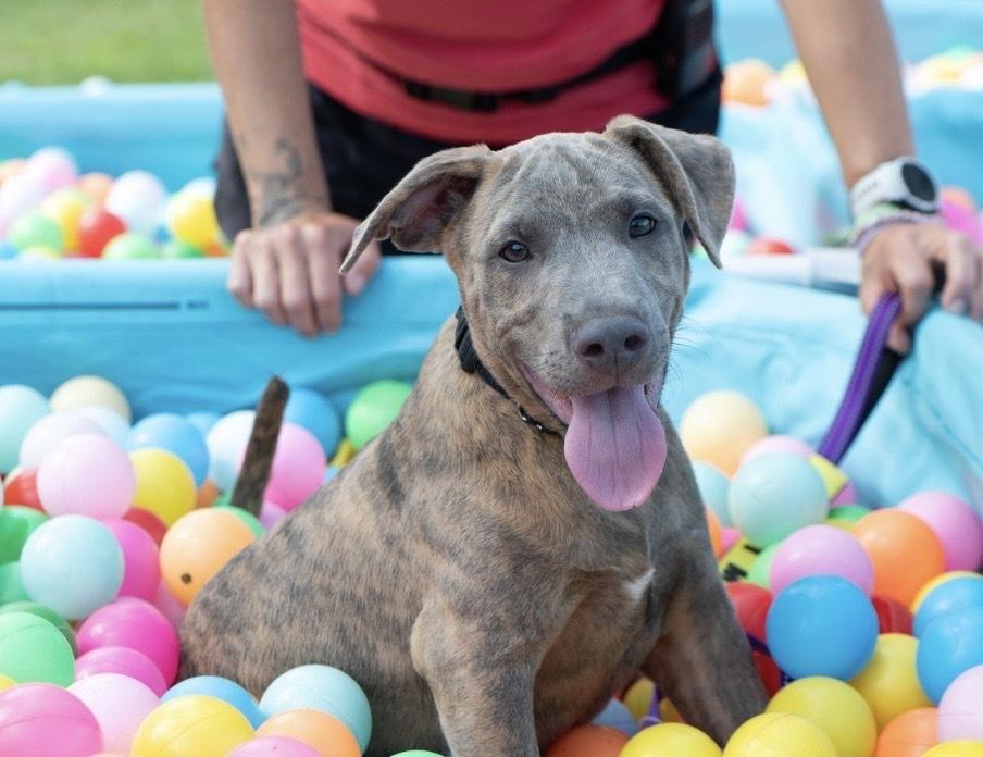 Enlarge Tucker, a Adopted mixed breed in Irwin, PA image 3/6