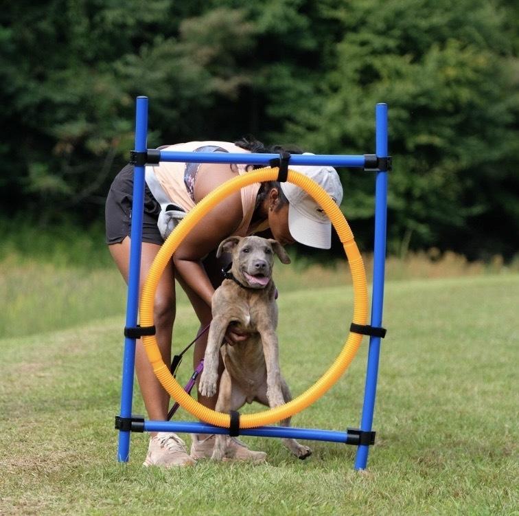 Enlarge Tucker, a Adopted mixed breed in Irwin, PA image 6/6