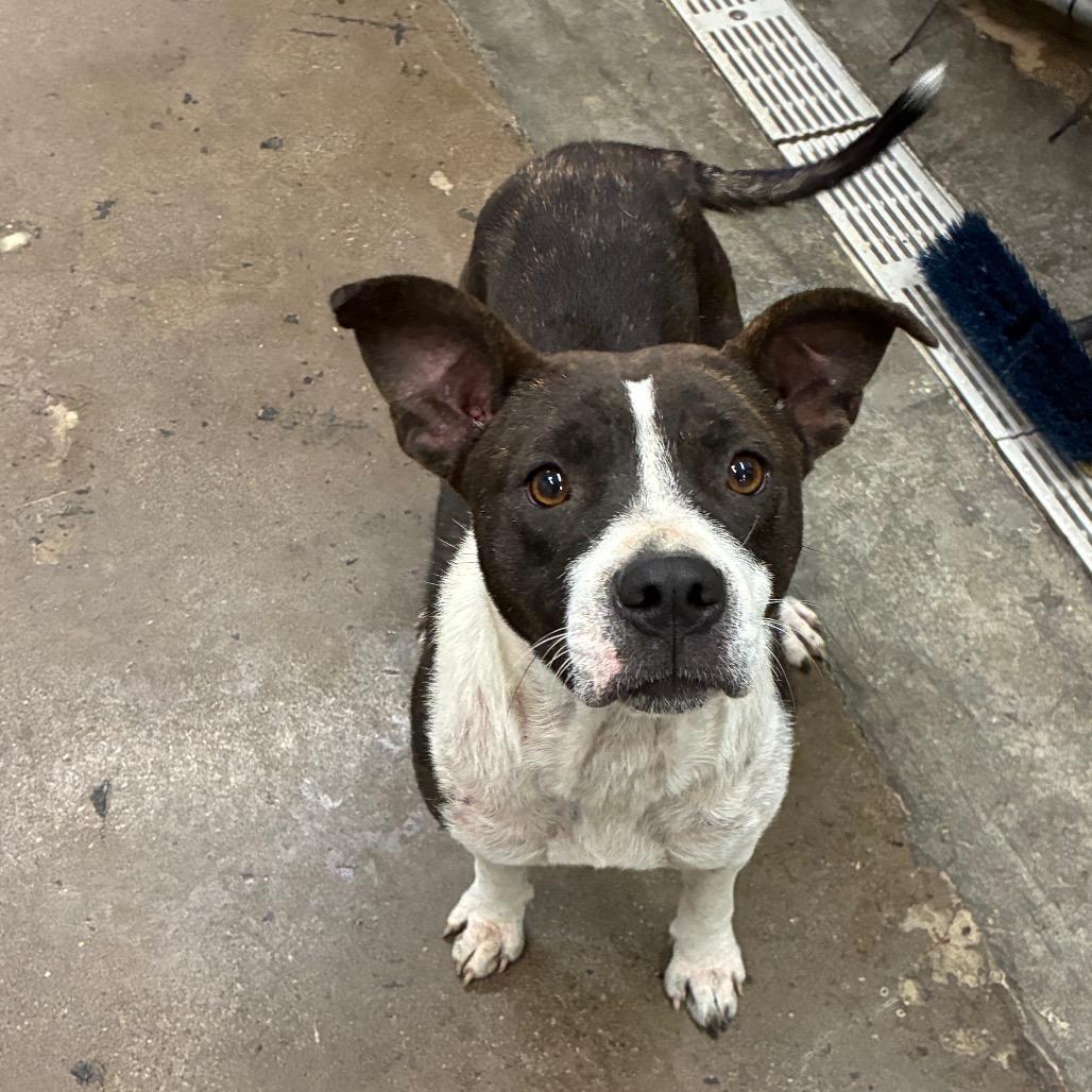 Greenly (Fried Green Tomato), Adoptable, Adult Female Mixed Breed.