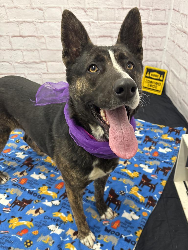 Sharon Stone, Adoptable, Young Female Mixed Breed.