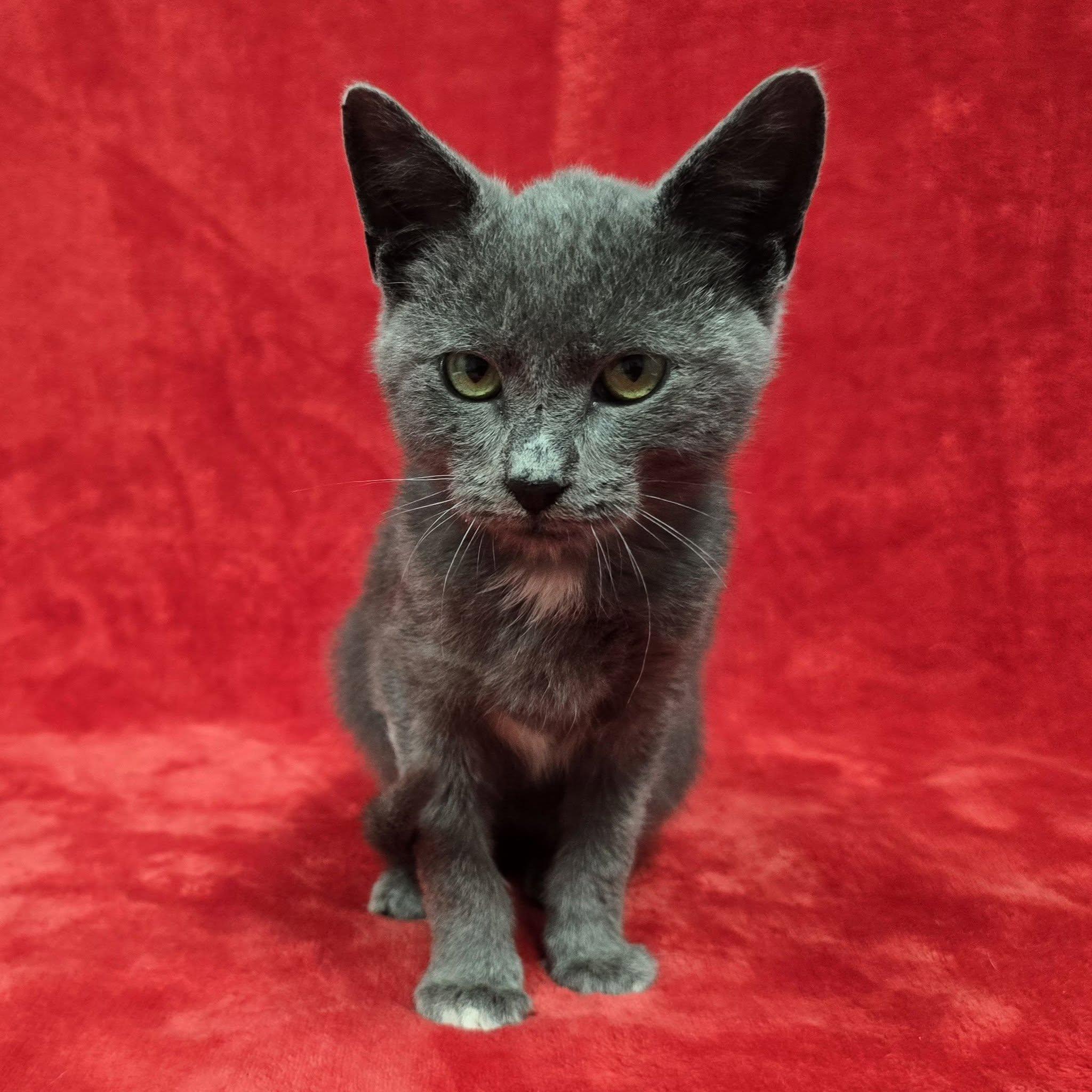 Enlarge Truett, a Adoptable mixed breed in Frankfort, IN image 2/4
