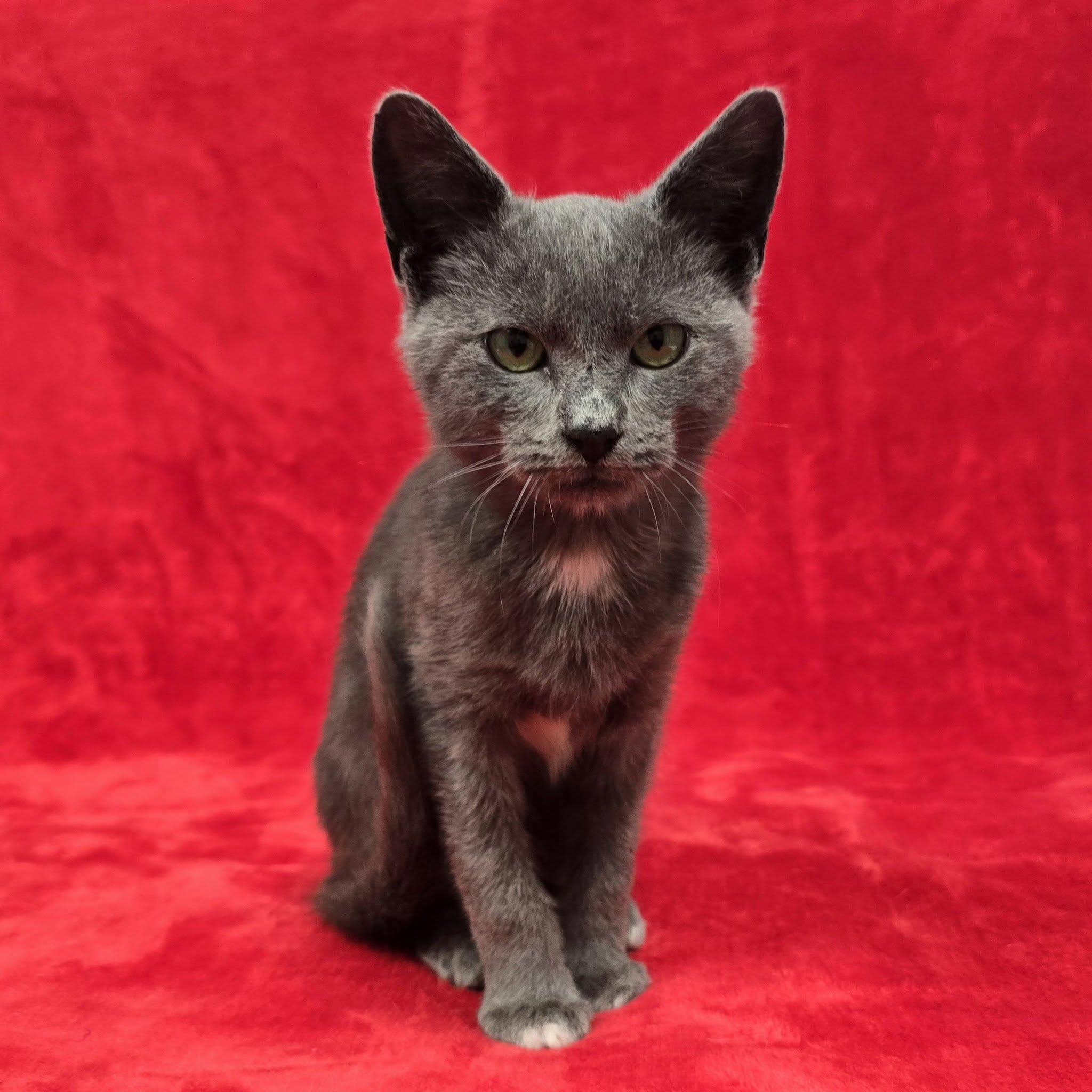 Enlarge Truett, a Adoptable mixed breed in Frankfort, IN image 3/4