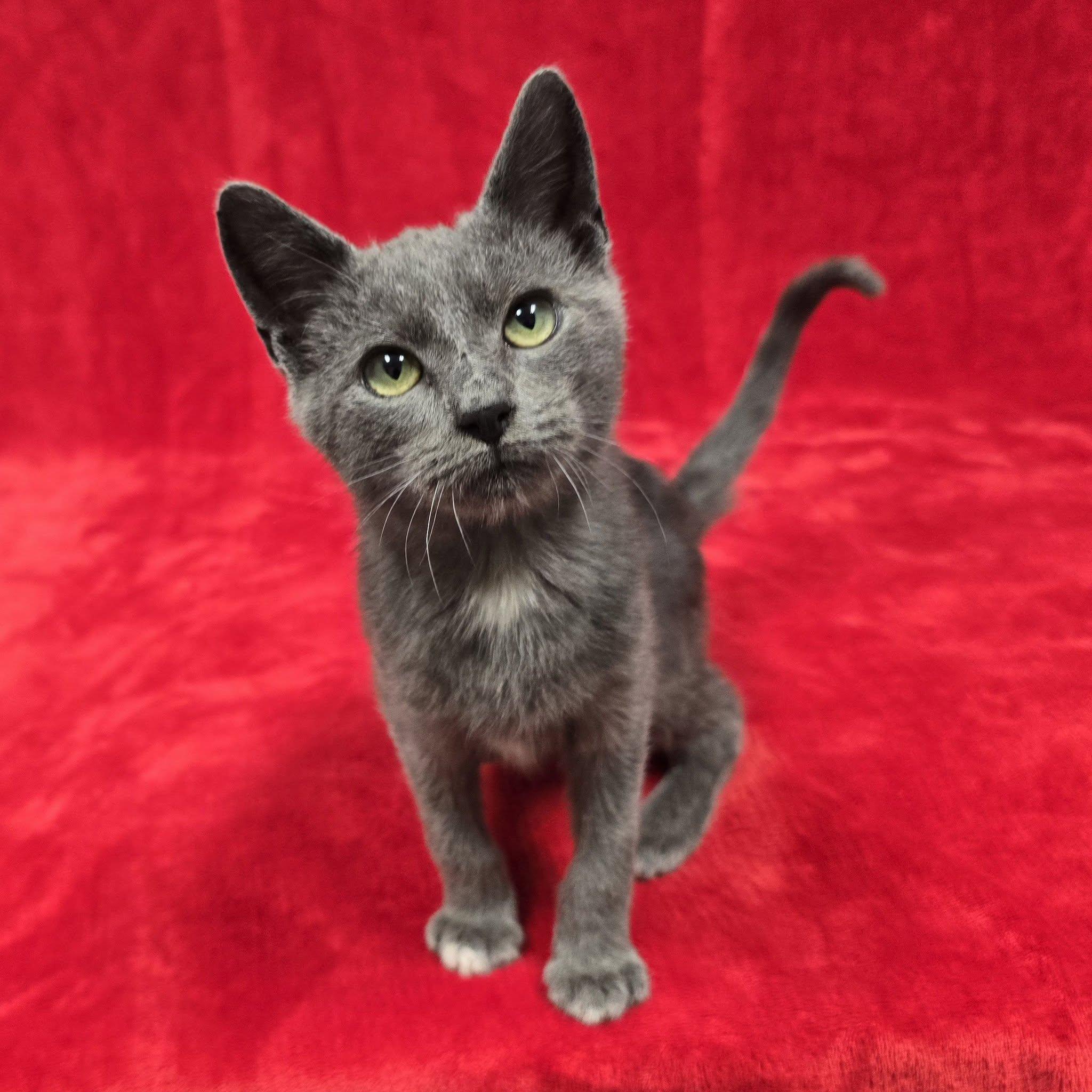 Enlarge Truett, a Adoptable mixed breed in Frankfort, IN image 1/4