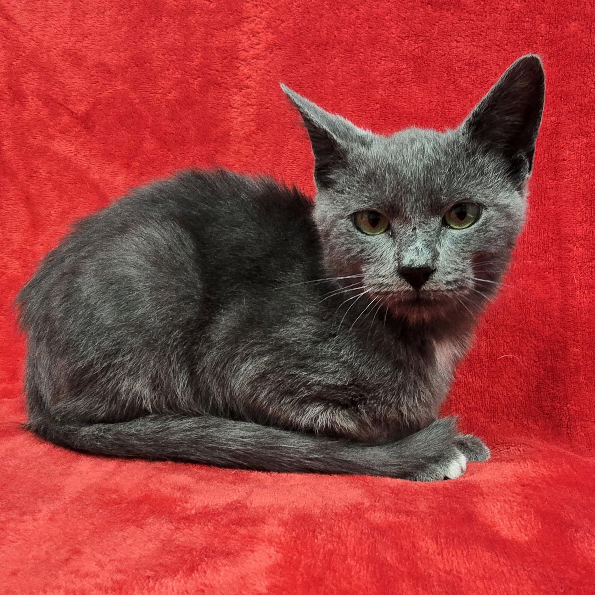 Enlarge Truett, a Adoptable mixed breed in Frankfort, IN image 4/4