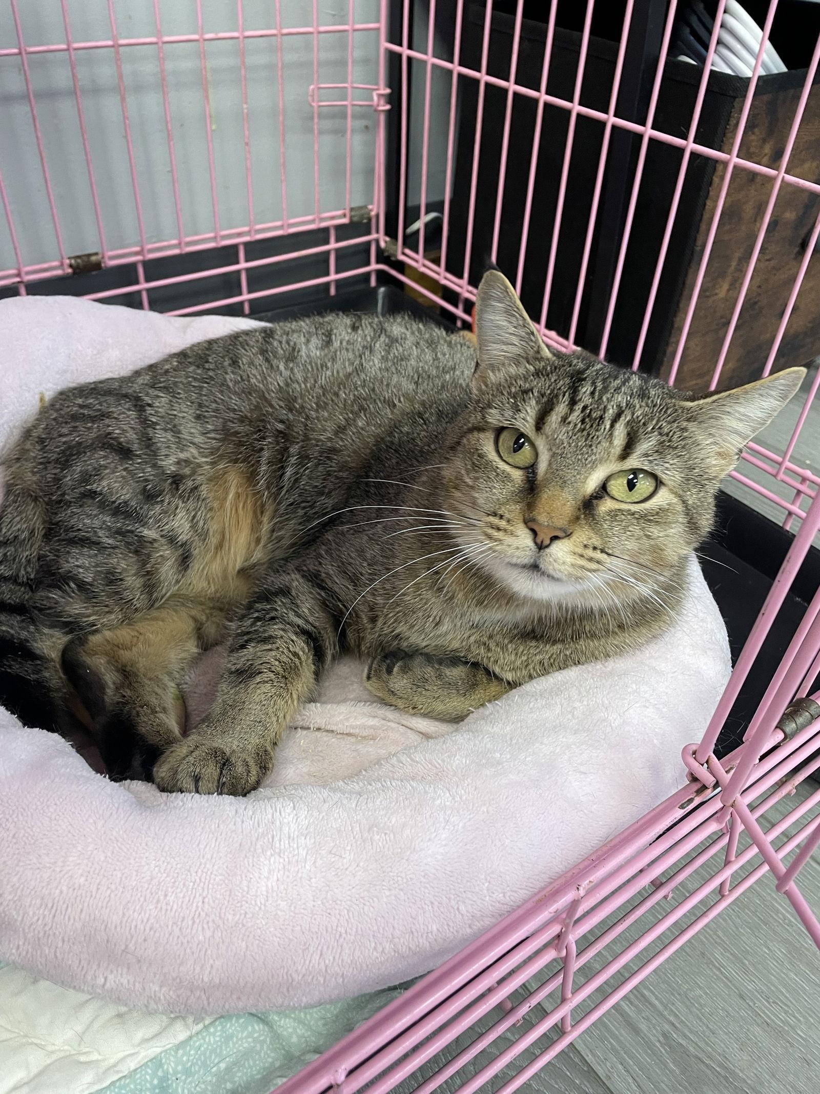 Enlarge Trixie - Must Apply in Person, a Adoptable mixed breed in Georgetown, KY image 1/2