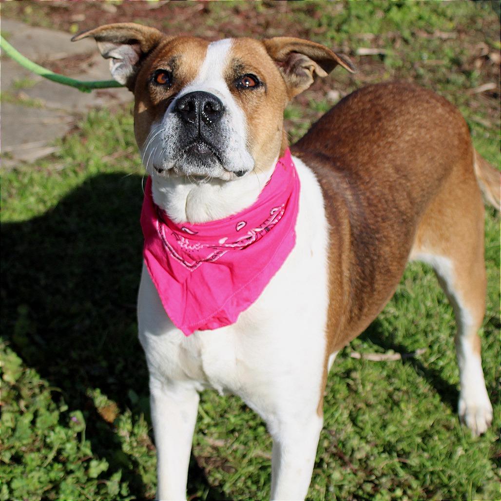 Enlarge Tulip, a Adoptable mixed breed in West Point, MS image 1/5