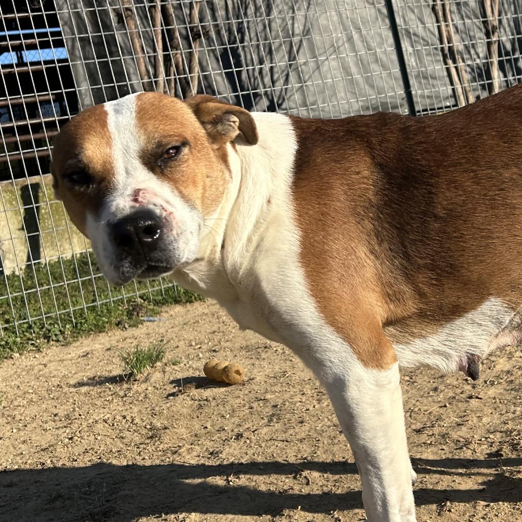 Enlarge Tulip, a Adoptable mixed breed in West Point, MS image 2/5