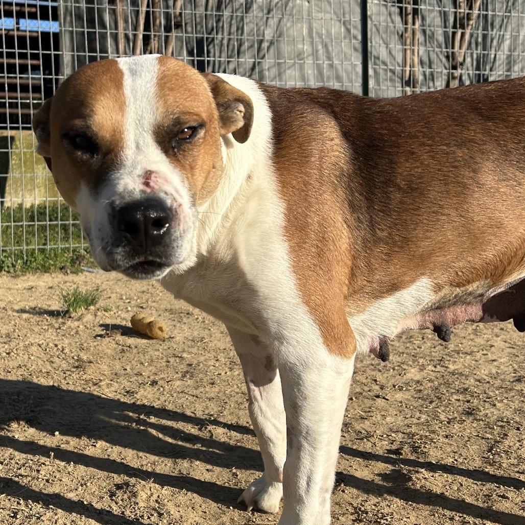 Enlarge Tulip, a Adoptable mixed breed in West Point, MS image 3/5