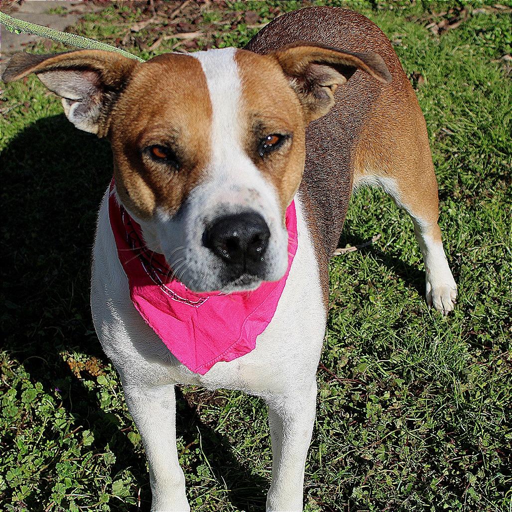 Enlarge Tulip, a Adoptable mixed breed in West Point, MS image 4/5