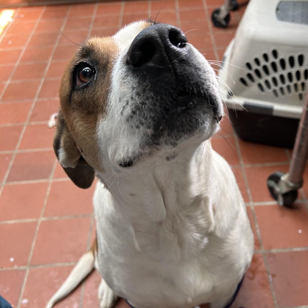 Enlarge Tulip, a Adoptable mixed breed in West Point, MS image 5/5