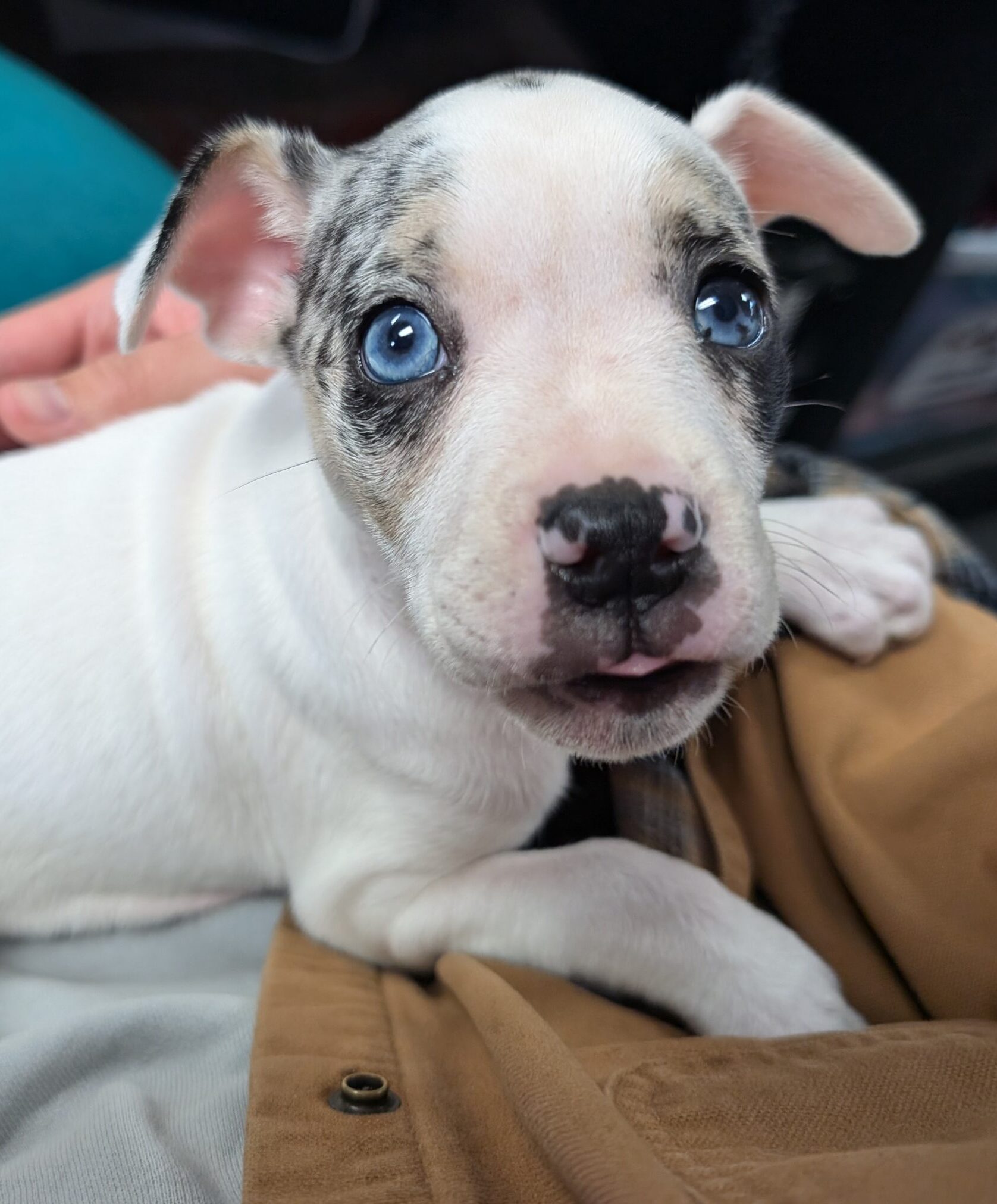 Dog for adoption Sugar, an English Bulldog Mix in Encinitas, CA