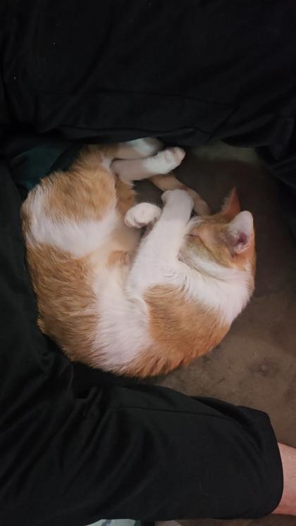 Enlarge Wanda 51544, an adopted Domestic Short Hair in Oklahoma City, OK image 2/2