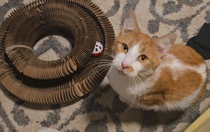 Wanda 51544, ADOPTABLE, Adult Female Domestic Short Hair.