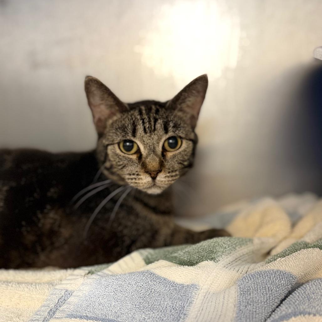 Enlarge Lilyana, a Adoptable Domestic Short Hair in Portage, MI image 1/1