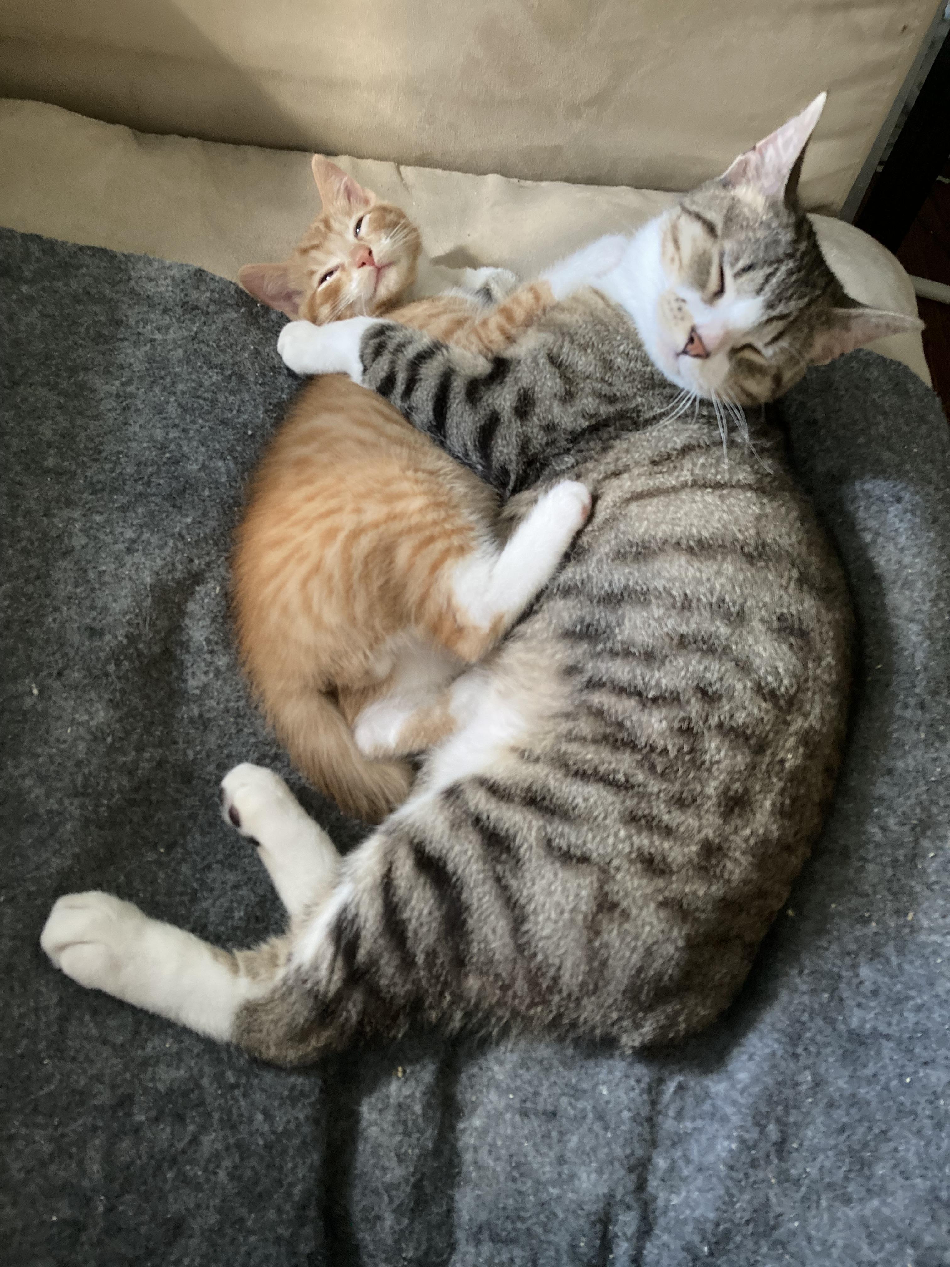 Tiggy Bella (bobtail, bonded with Lexus LF)