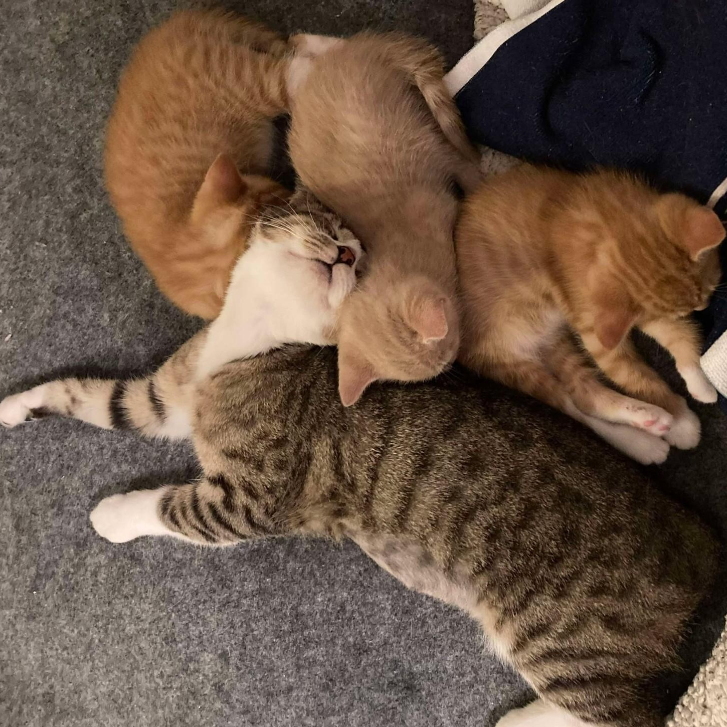 Tiggy Bella (bobtail, bonded with Lexus LF)