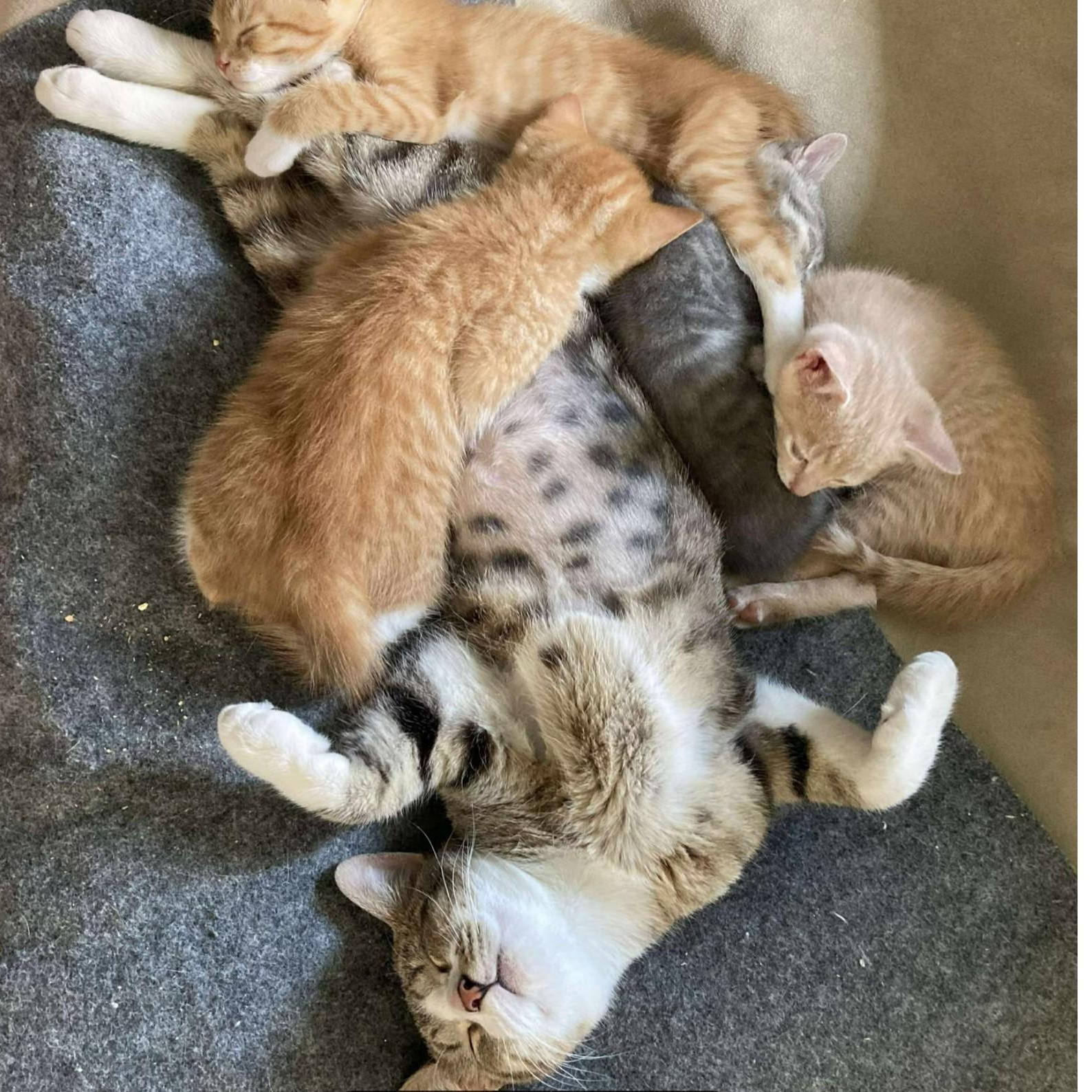 Tiggy Bella (bobtail, bonded with Lexus LF) — thumbnail 3