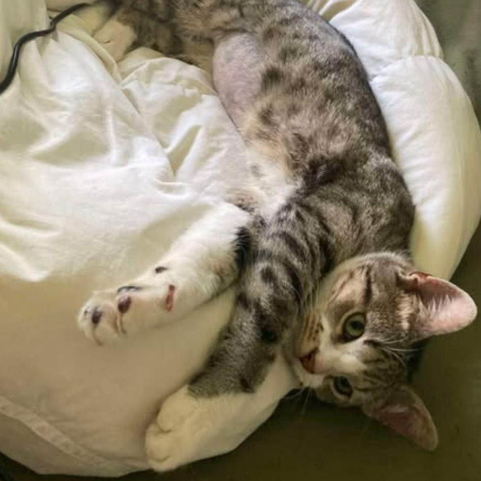 Enlarge Tiggy Bella (bobtail, bonded with Lexus LF), a Adoptable Domestic Short Hair in Huddleston, VA image 1/6