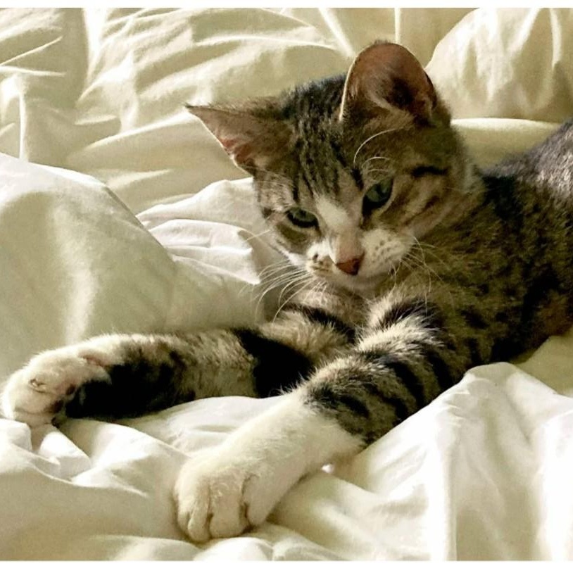 Enlarge Tiggy Bella (bobtail, bonded with Lexus LF), a Adoptable Domestic Short Hair in Huddleston, VA image 3/6