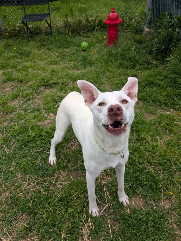 Ice, Adoptable, Adult Male Pit Bull Terrier.