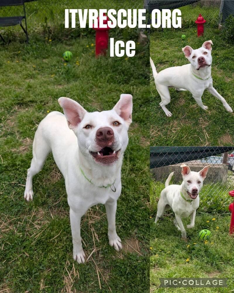 Ice, a Adoptable mixed breed in Evansville, IN image 2/6