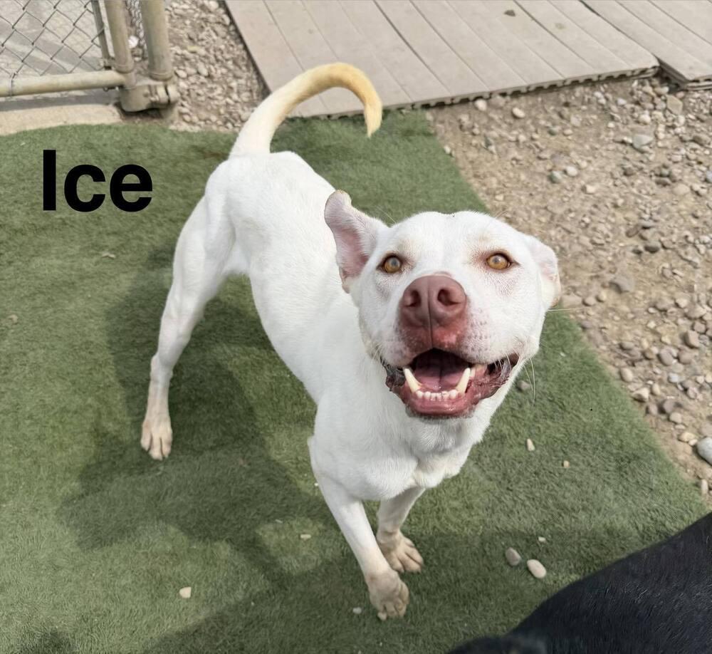 Enlarge Ice, a Adoptable mixed breed in Evansville, IN image 2/5