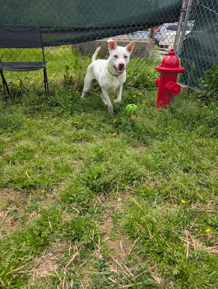 Enlarge Ice, a Adoptable mixed breed in Evansville, IN image 2/3