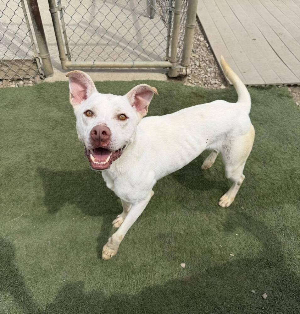 Enlarge Ice, a Adoptable mixed breed in Evansville, IN image 4/5