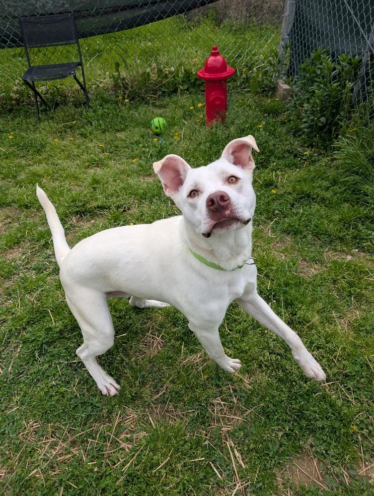 Enlarge Ice, a Adoptable mixed breed in Evansville, IN image 3/3